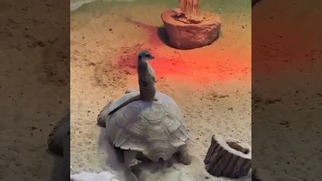Суслик на черепахе смотреть онлайн