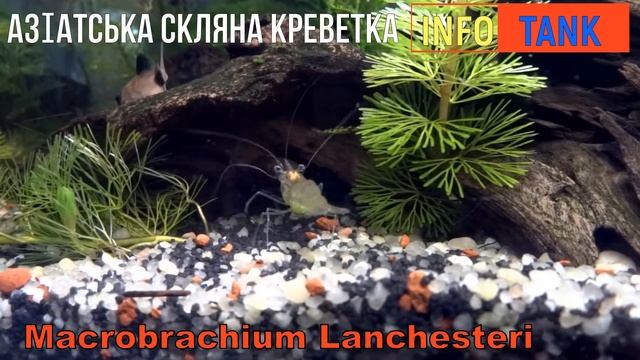 АЗІАТСЬКА СКЛЯНА КРЕВЕТКА Macrobrachium Lanchesteri смотреть онлайн