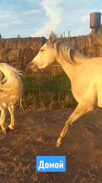 миграция кобыл домой смотреть онлайн