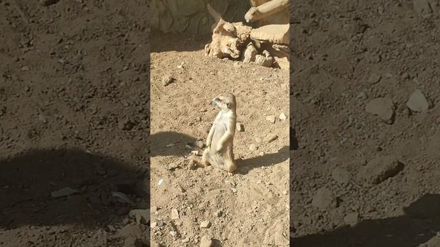 Зоопарк Лимпопо, Нижний Новгород смотреть онлайн