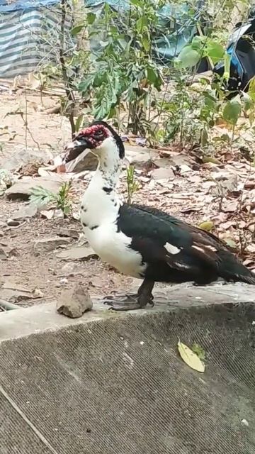 Tom &Jerry 🔥Black &White Family 💝#trending #shorts #pets #duck смотреть онлайн