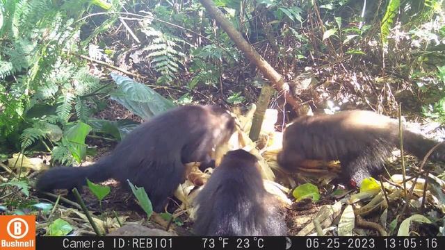 Sapajus nigritus - Macaco-prego. 25/06/2023 смотреть онлайн