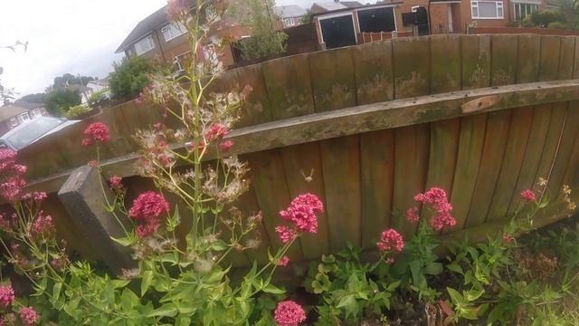 Humming Bird Moth UK смотреть онлайн