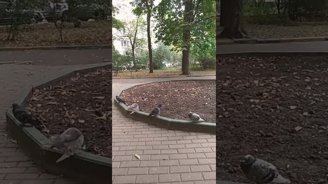 Webodors. 2 сентября2019г. Harmony of nature. Party birds. Голубиная тусовка. смотреть онлайн