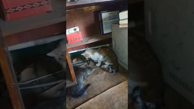 Моя кошка Муся убивает гадюку и спасает семью! смотреть онлайн