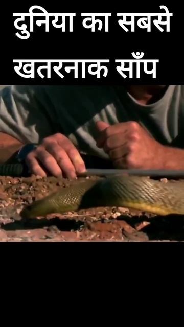 Jahrila saap | duniya ka sabse jahrila saap | factosub смотреть онлайн