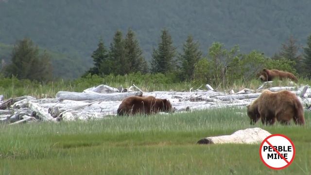 Big Male Coastal Brown Bears Fighting and Marking Territory During Mating Season In Alaska смотреть онлайн