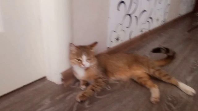 Кот супергерой смотреть онлайн