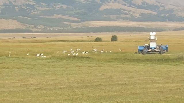 Армения , Охота аистов за техникой смотреть онлайн