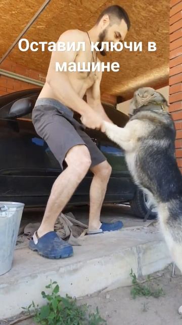 #авто #собаки #хаски #auto #dogs #husky смотреть онлайн
