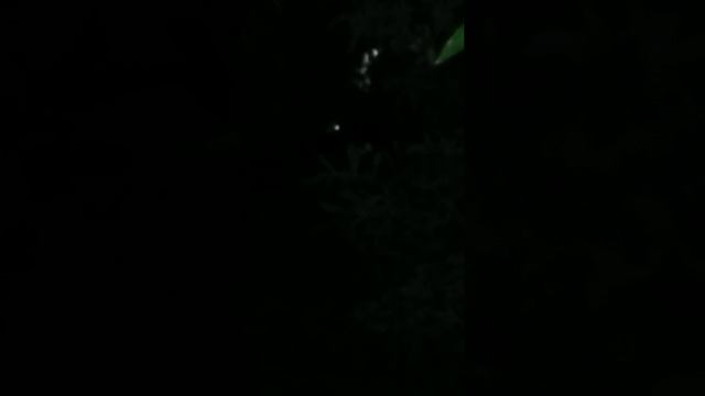 Human beetles flying around смотреть онлайн