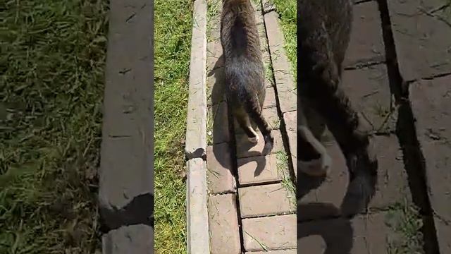 Приключения кота Тигра 2 смотреть онлайн