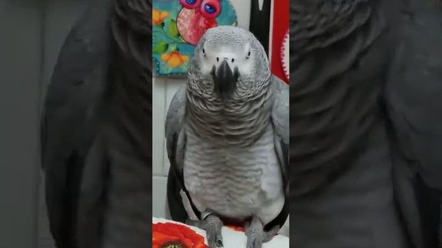 Папа, привет!.. смотреть онлайн