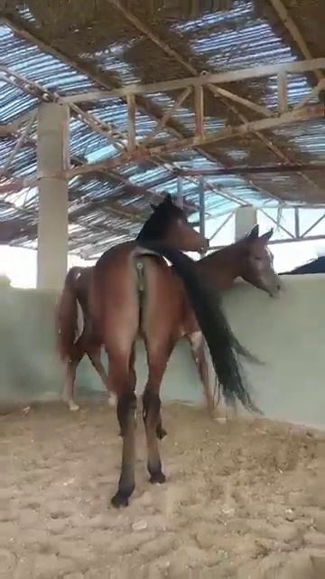 घोड़ा घोड़ी का क्रॉसिंगJungali janvaron ka video смотреть онлайн