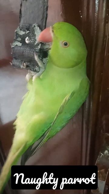 Cute parrot sound #shorts #indianringneck #greenparrot #mithu #parrot #cute #mummy смотреть онлайн