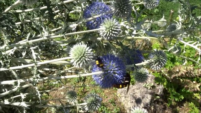 Viespe Megascolia maculata femela - Mammoth wasp female смотреть онлайн