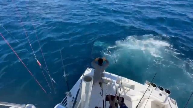 Striped Marlin fishing in the Marlin Capital смотреть онлайн