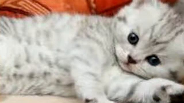 Котики просто красавцы смотреть онлайн