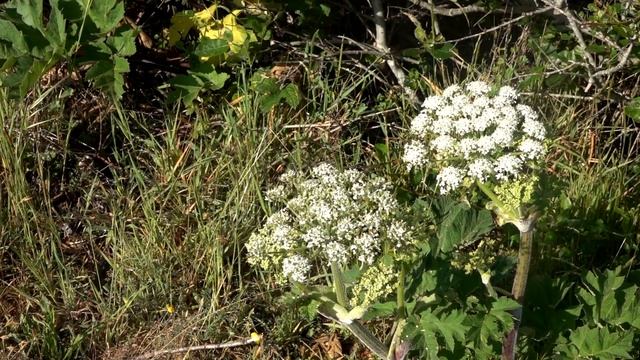 SRE, Pelican to Walk On Beach, 5 3 20 смотреть онлайн
