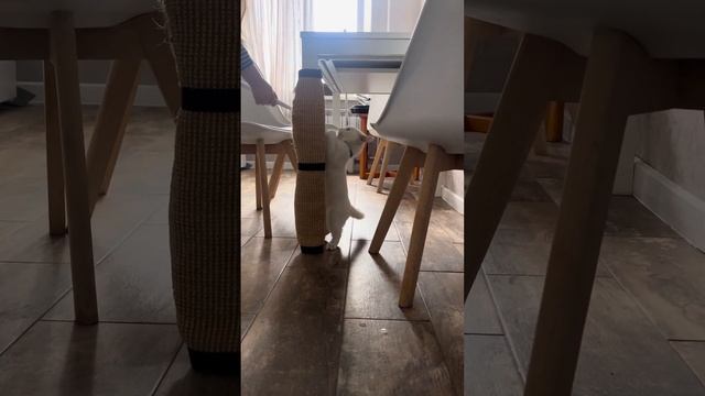 Кот паук смотреть онлайн