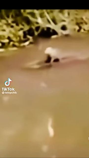 капибара ездеет на крокодиле #подпишись#капибара#youtubeshorts смотреть онлайн