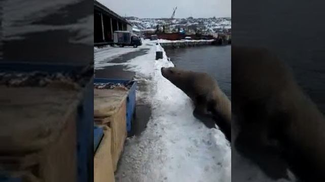самая наглая и прожорливая нерпа в мире😂 смотреть онлайн