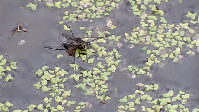 Water Striders - Bringing Home Lunch over Duckweeds смотреть онлайн