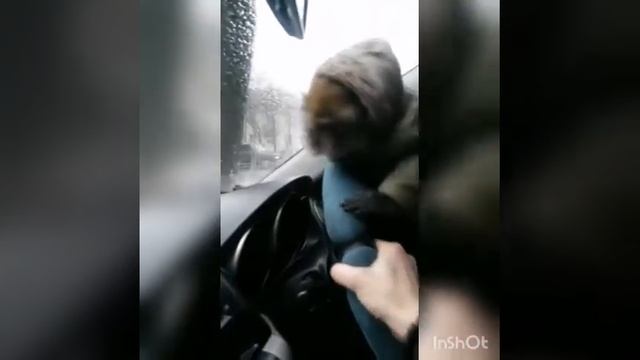 Обезьяна за рулём смотреть онлайн