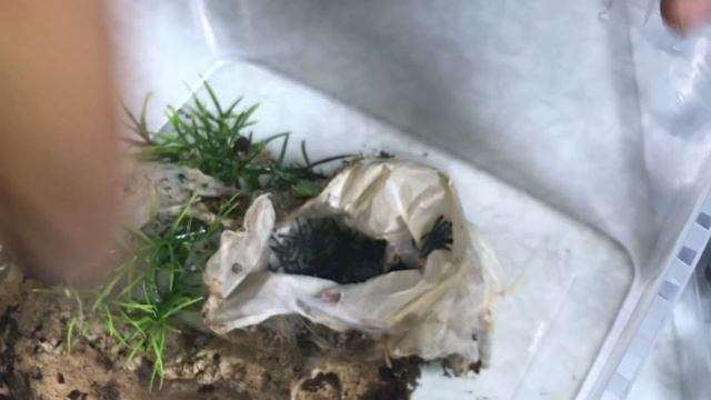 Ybyrapora Diversipes Spiderlings Vlog #25 смотреть онлайн