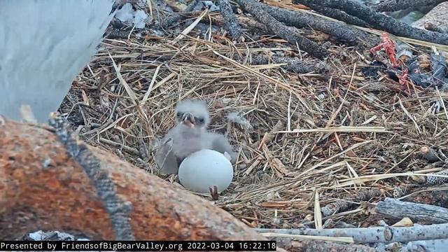 Big Bear Bald Eagle Live Nest Cam - Day old Eaglet feeding with close-up. смотреть онлайн