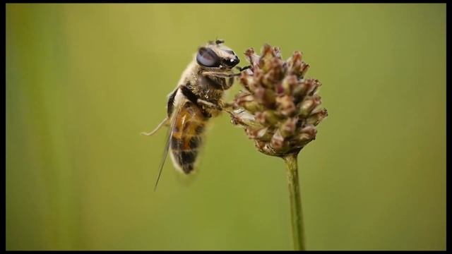 Mistbiene смотреть онлайн