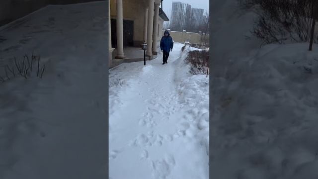 Питбуль Граф…Лорд и Леди… смотреть онлайн