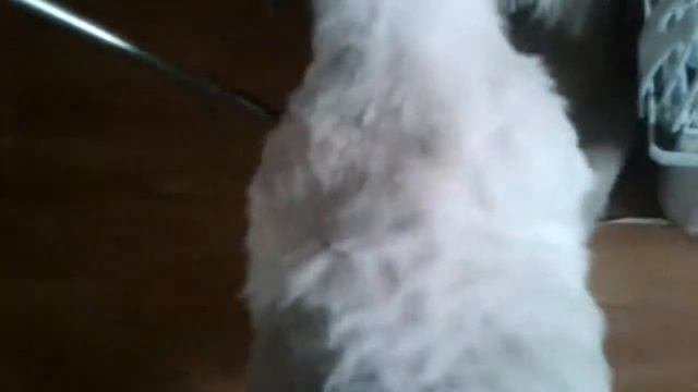 Мой кролик смотреть онлайн