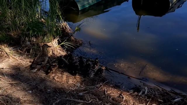 ПРОГУЛКА ПО БЕРЕГУ НЕРО🌤/ УТКА И УТЯТА 🐣🐣🐣) смотреть онлайн