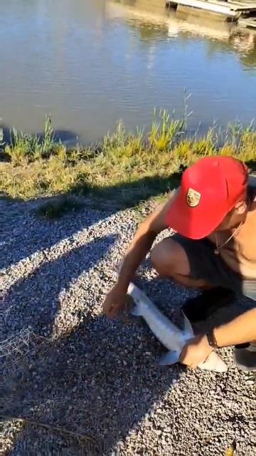 Как поймать осетра ⁉️👍 #shorts #рыбалка #какпойматькарпа #fishing смотреть онлайн
