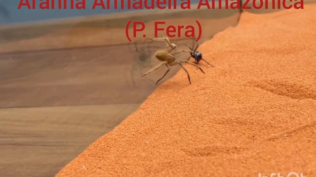 Batalha De Gigantes: Aranha Teia De Funil vs. Aranha Armadeira (16+) #aranhas #phoneutria #atrax смотреть онлайн