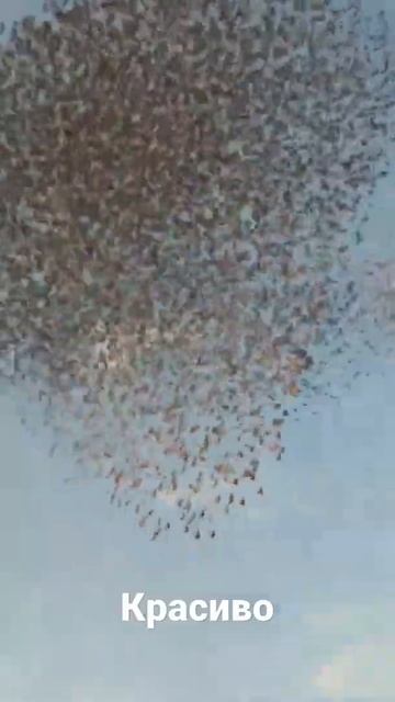 Птицы образуют красивый узор смотреть онлайн