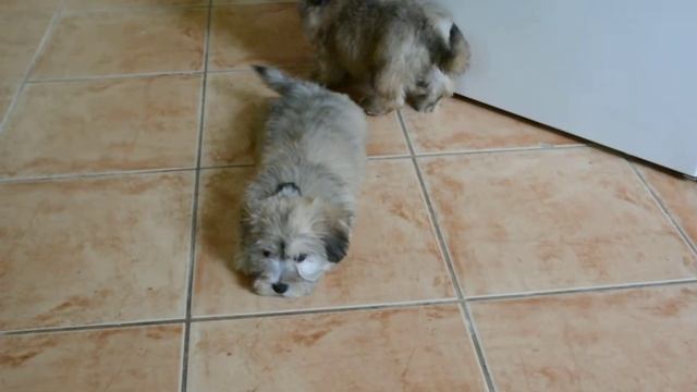 cute 10 weeks old havanese girls for sale on Euro Puppy 1 смотреть онлайн