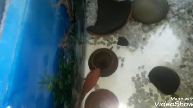 Parrot fish breeding / hatch successfully [First breed] part - 1 #flowerhorn смотреть онлайн