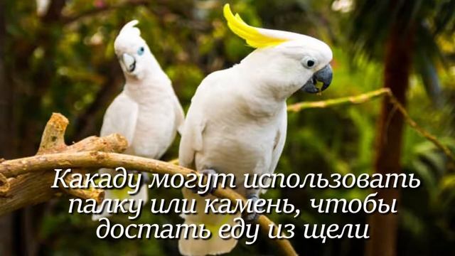 Какаду. Интересно знать #какаду #животные #фактыоживотных #птицы #природа #birds #птица