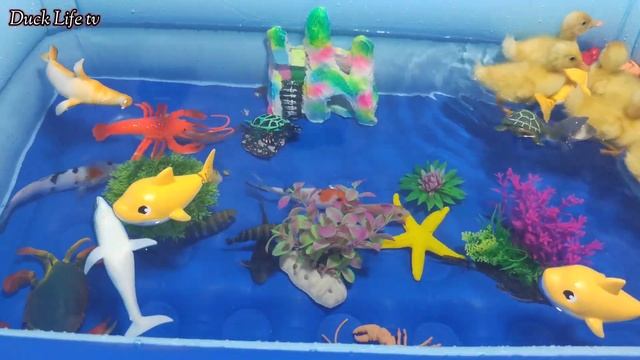 Cute Ducklings swimming jumping into clear fish ponds, Decorative fish, Duck Life смотреть онлайн