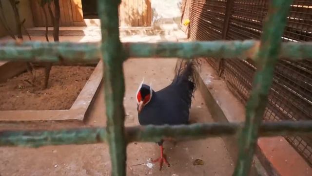 Blue Eared Pheasant Beijing Zoo 蓝耳雉北京动物园 смотреть онлайн