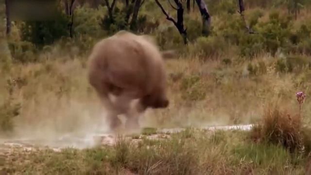 TOP 100 Attack of Wild Animals Caught On Camera Gorilla Leopard Lion Zebra Fight In the Wild смотреть онлайн