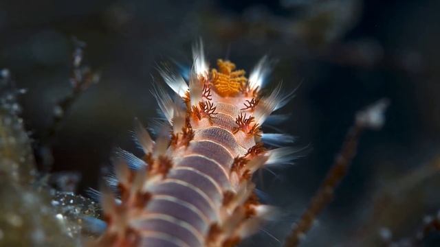 Facts: The Bearded Fireworm смотреть онлайн