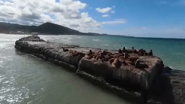 сивучи крассавчики смотреть онлайн