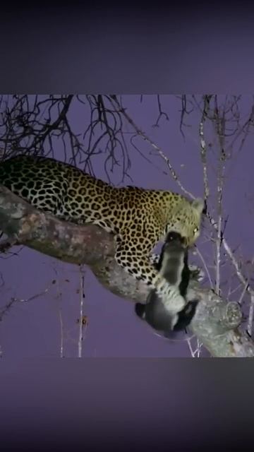 Леопард ест медоеда. смотреть онлайн