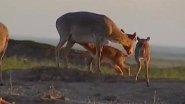 Сохраним сайгаков всем народом! смотреть онлайн