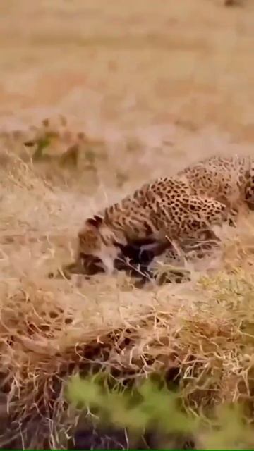 Leopard hunting and the end？ #shorts смотреть онлайн