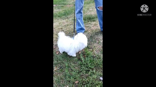 Гуляя в парке, можно встретить такую милоту! смотреть онлайн