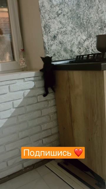 Котопаук | котенок Птаха умеет залезать по стенам | смешное видео про кошек в крыму #shorts смотреть онлайн
